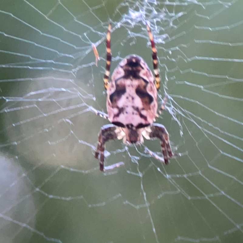 Araneus eburnus