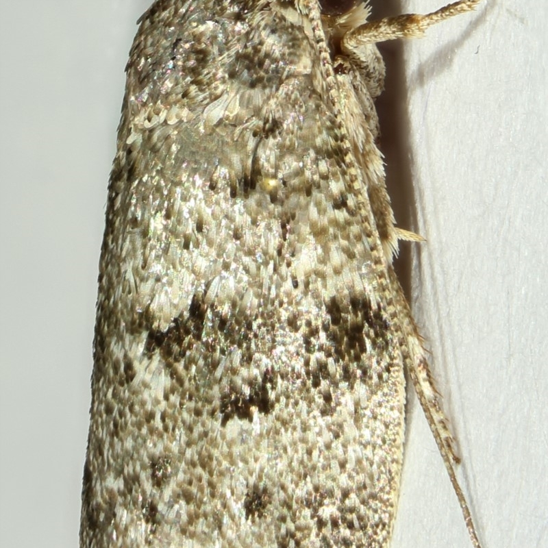 Philobota philostaura