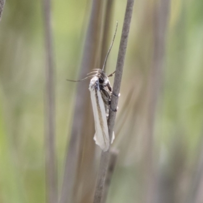 Philobota pilipes