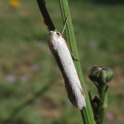 Philobota productella