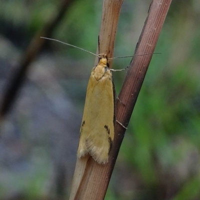 Philobota protecta