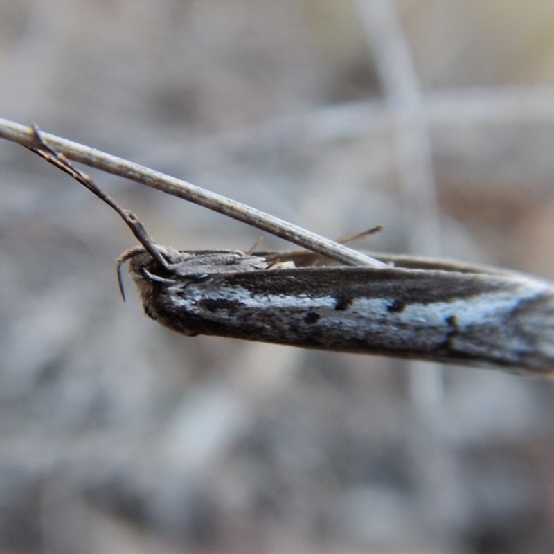 Philobota stella