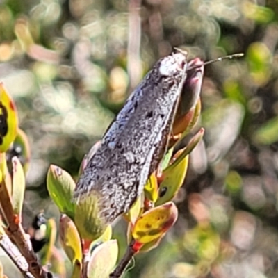 Philobota thiogramma