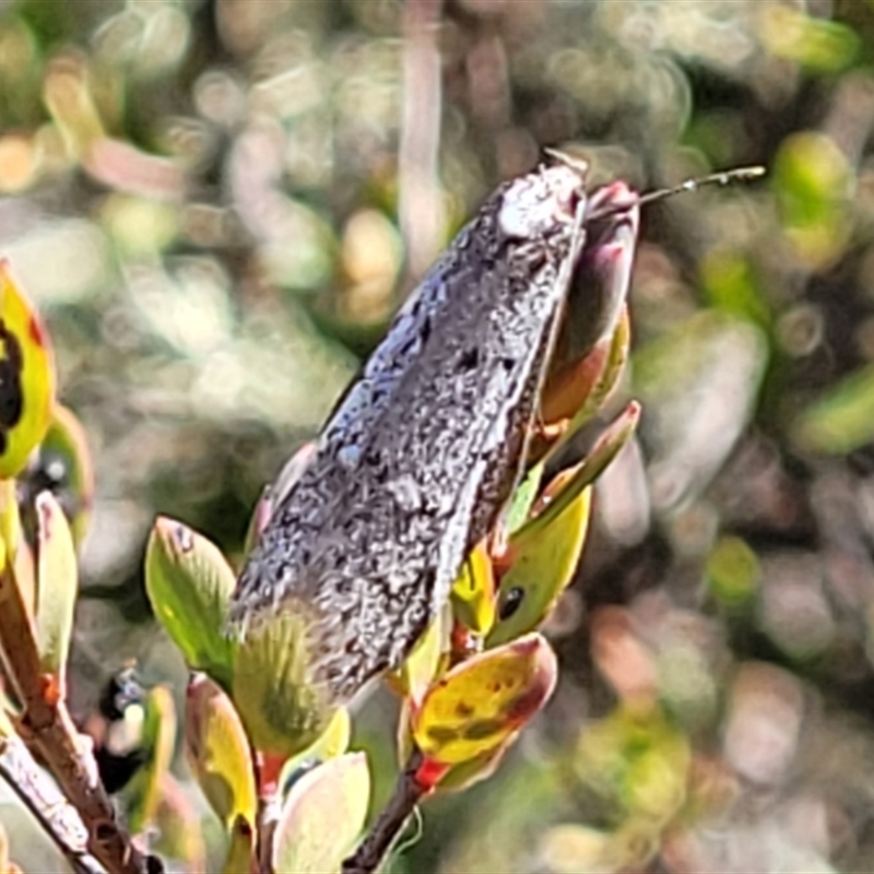 Philobota thiogramma