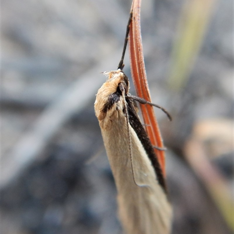 Philobota xiphostola