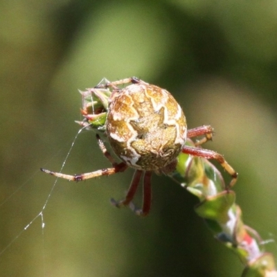 Araneus hamiltoni