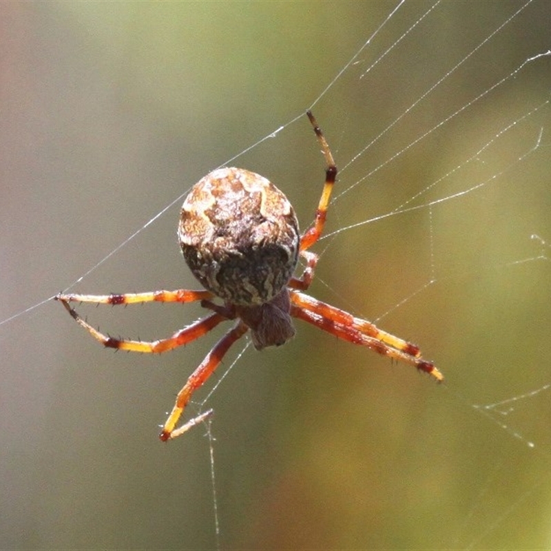 Araneus hamiltoni