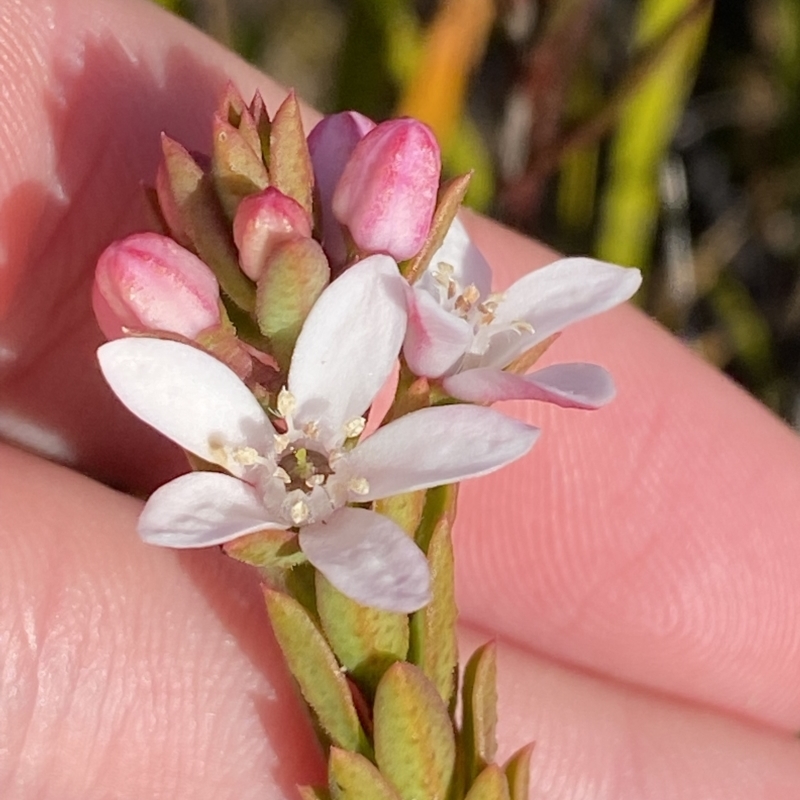 Philotheca buxifolia