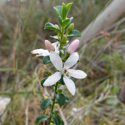 Philotheca buxifolia subsp. obovata