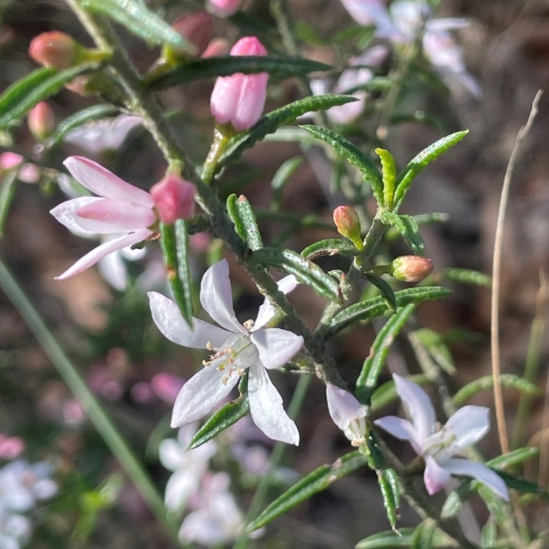 Philotheca scabra