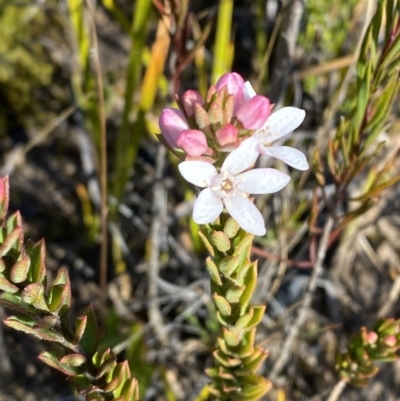 Philotheca scabra subsp. latifolia