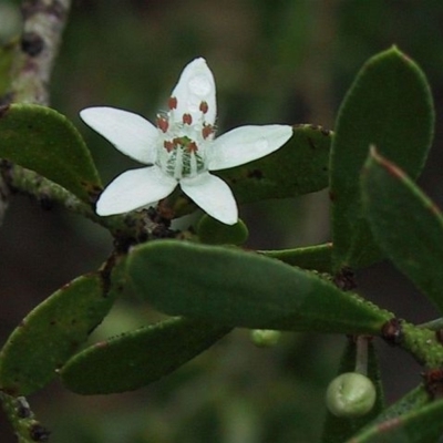 Philotheca trachyphylla