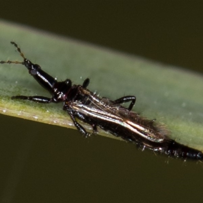 Phlaeothripidae sp. (family)