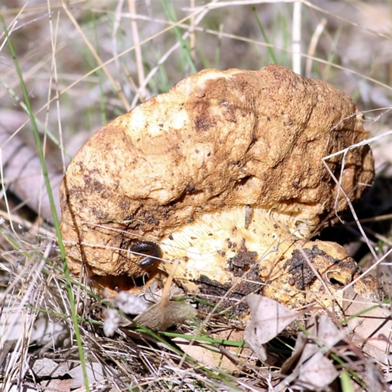 Phlebopus marginatus