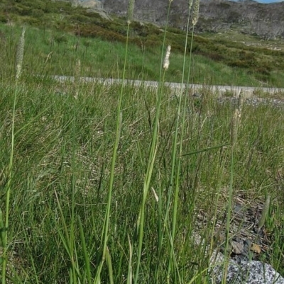 Phleum pratense