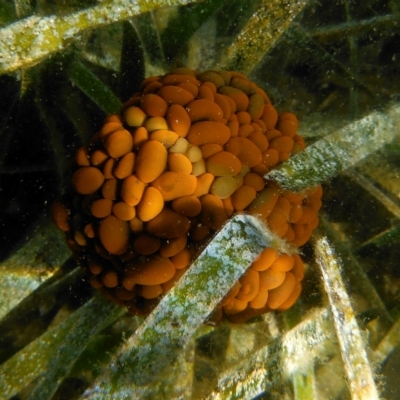 Phlyctenactis tuberculosa