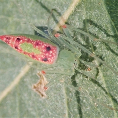 Araneus talipedatus