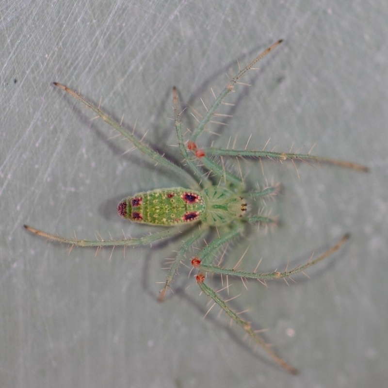 Araneus talipedatus