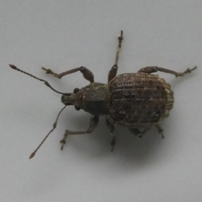 Phlyctinus callosus