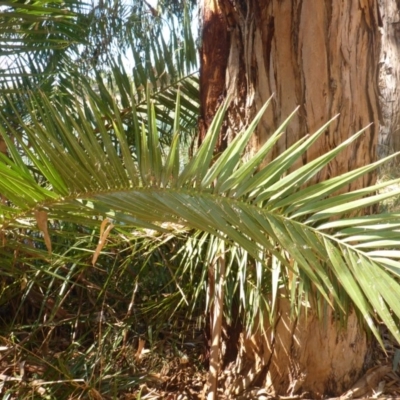 Phoenix canariensis