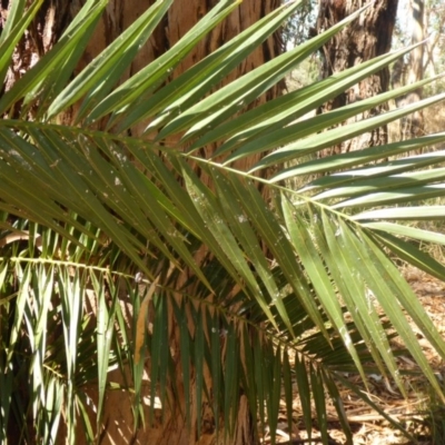 Phoenix canariensis