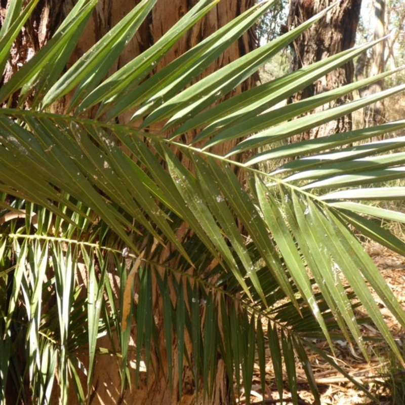 Phoenix canariensis