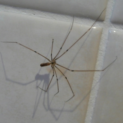 Pholcus phalangioides