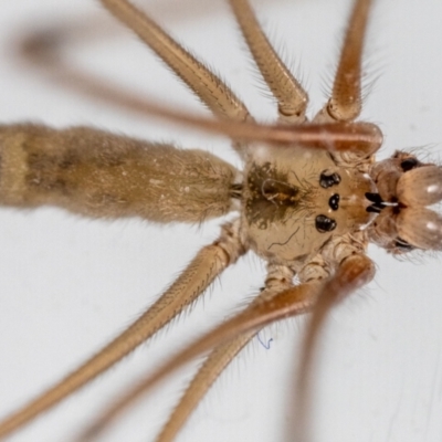 Pholcus phalangioides