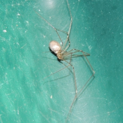 Pholcus phalangioides