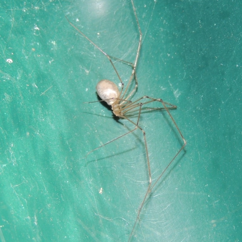 Pholcus phalangioides