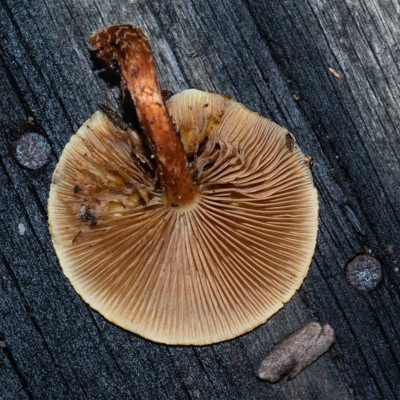 Pholiota communis