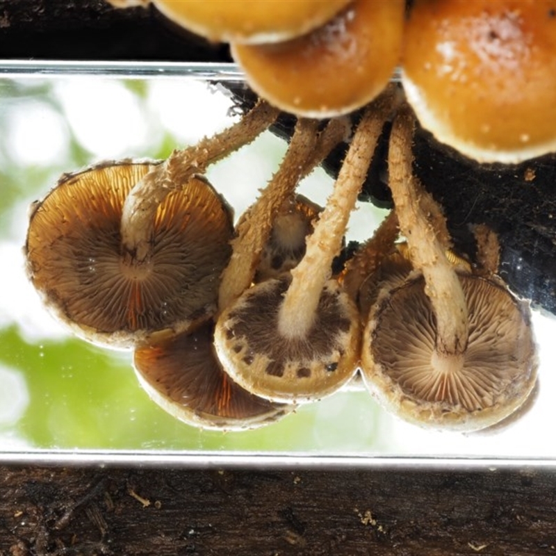 Pholiota sp.