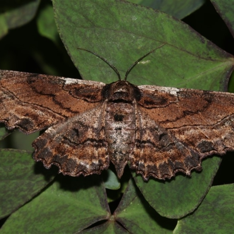 Pholodes sinistraria