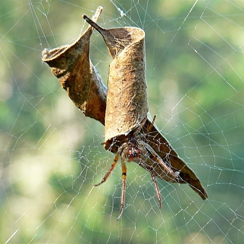 Phonognatha graeffei