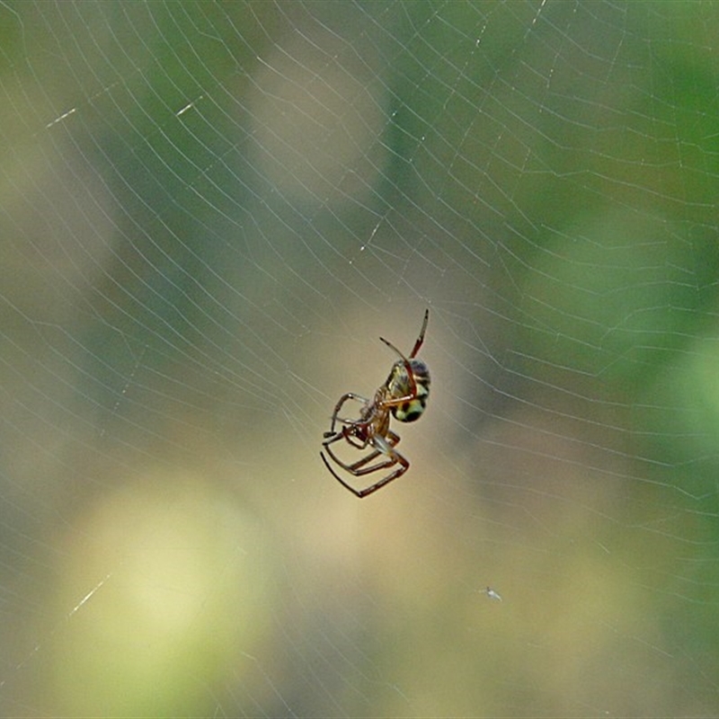 Phonognatha graeffei