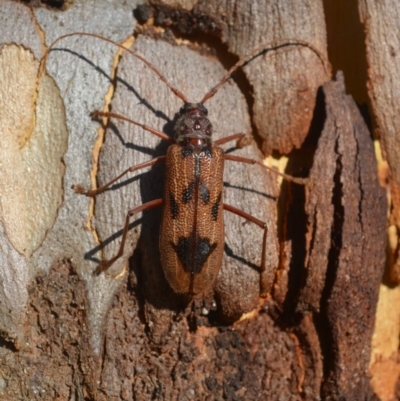 Phoracantha acanthocera