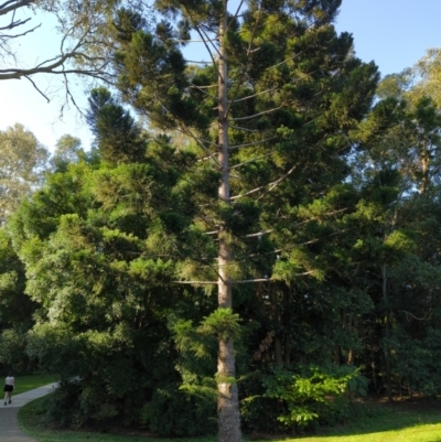 Araucaria cunninghamii