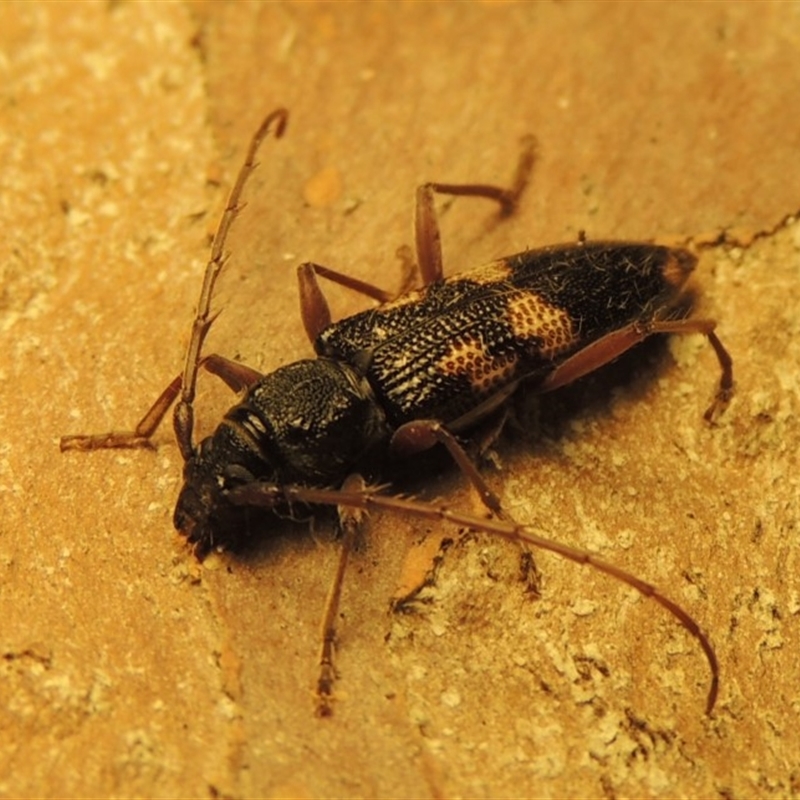 Phoracantha punctata