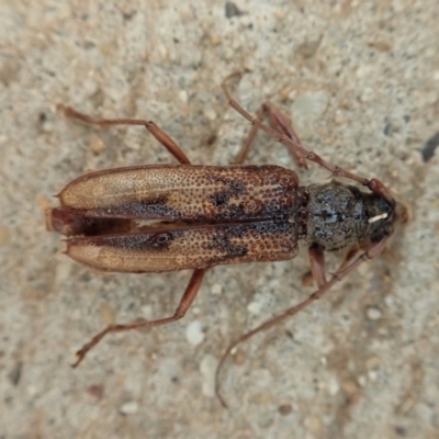 Phoracantha sp. (genus)