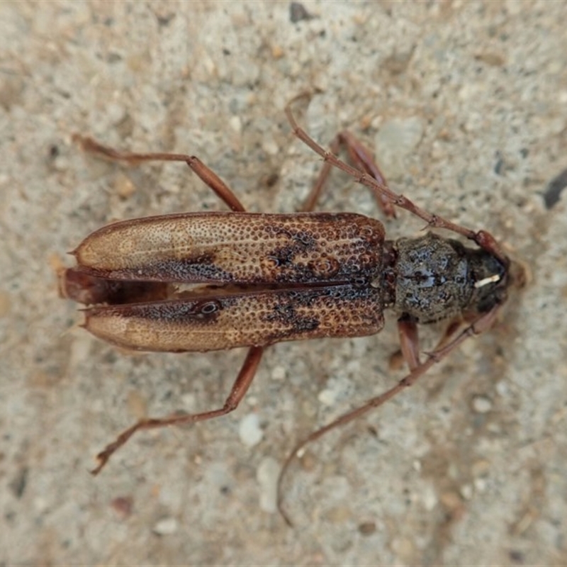 Phoracantha sp. (genus)