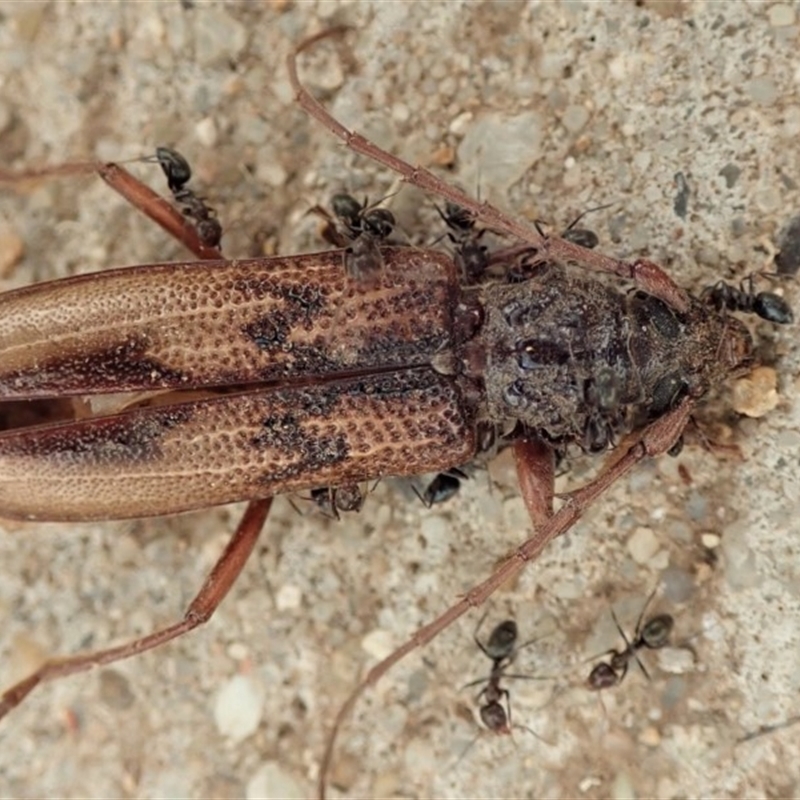 Phoracantha sp. (genus)