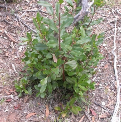 Photinia serratifolia