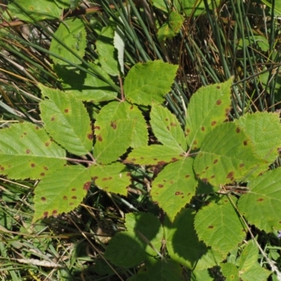 Phragmidium violaceum