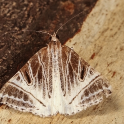 Phrataria replicataria