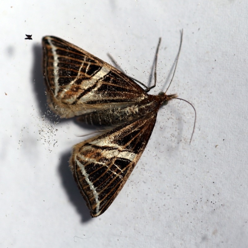 Phrataria transcissata