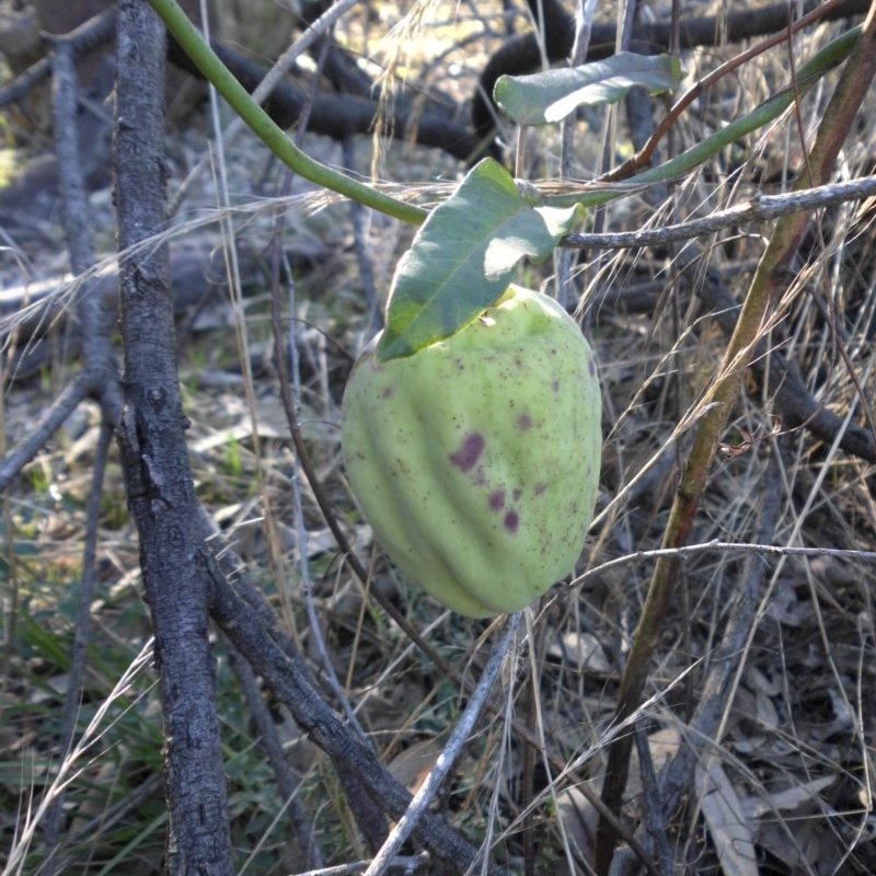 Araujia sericifera