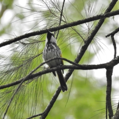 Phylidonyris niger