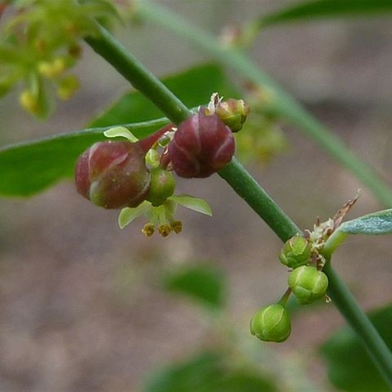 Jackie Miles, male flowers