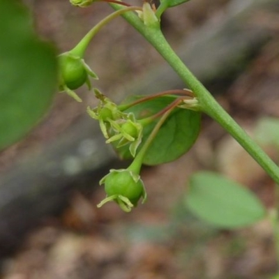 Phyllanthus gunnii