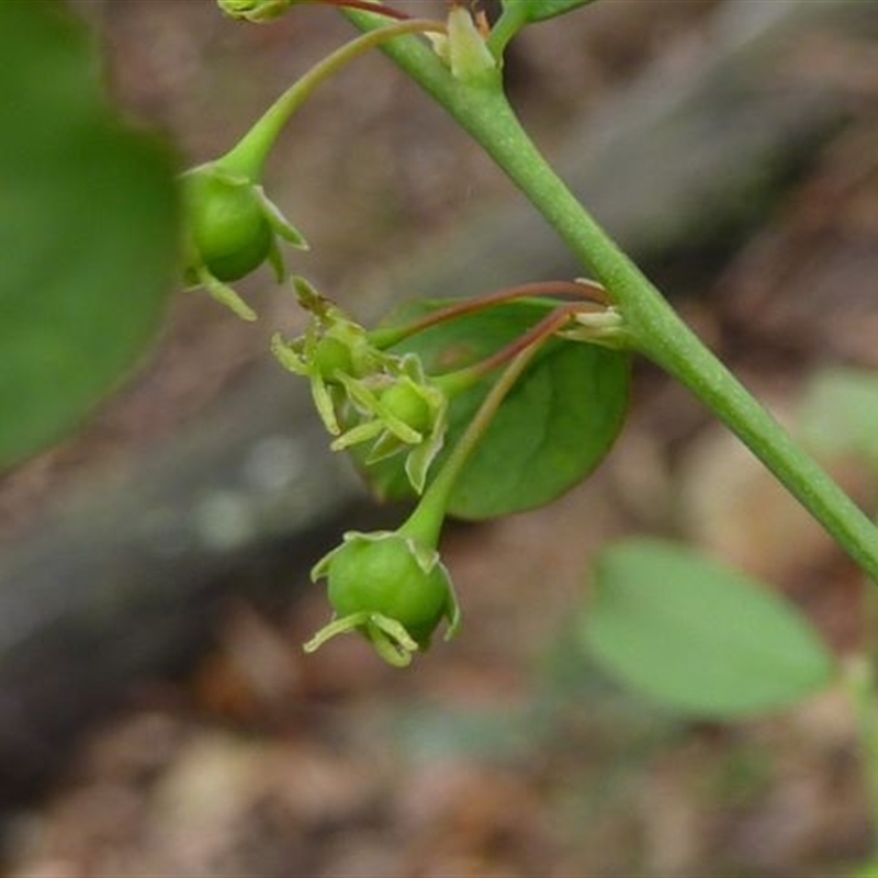 Jackie Miles, female flowers